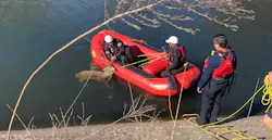 Sacramento Metro Firefighters bring struggling deer ashore after its rescue from a canal.