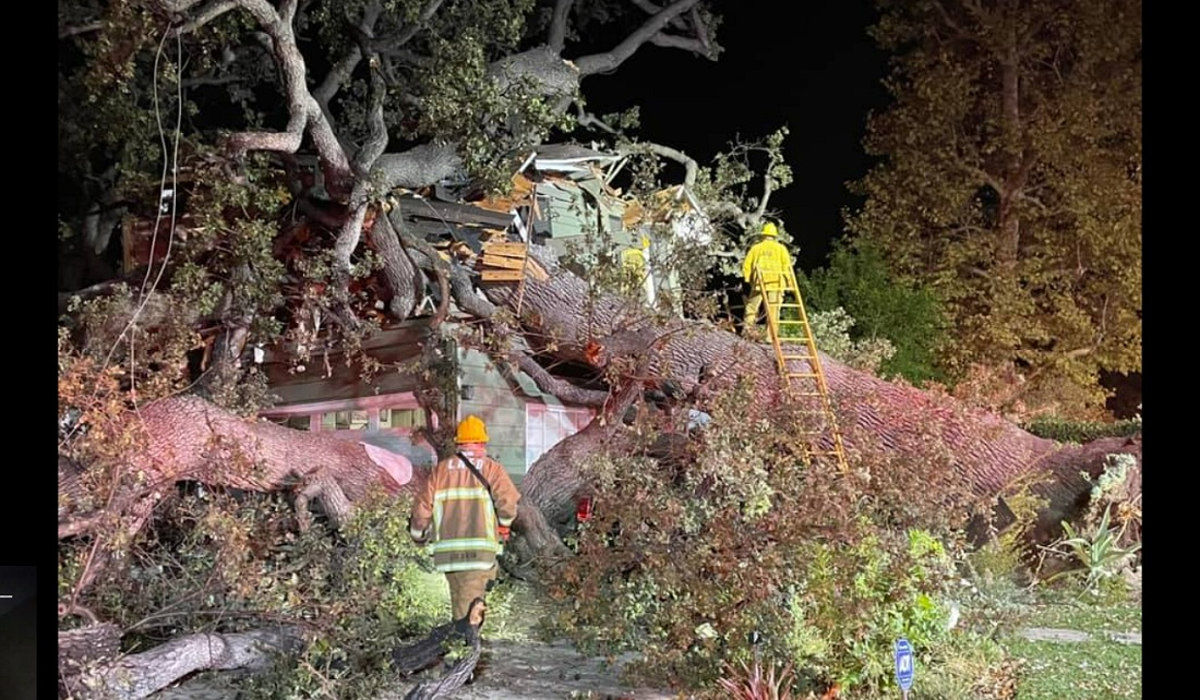 Firefighters work at the scene where an oak tree fell on an Encino home.
