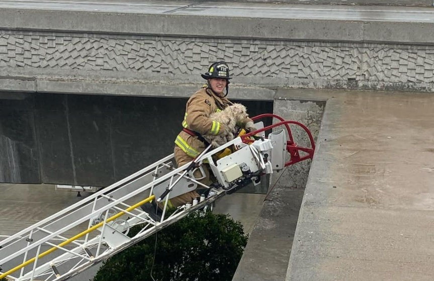 A spirited dog bit an El Segundo firefighters multiple times while being rescued.