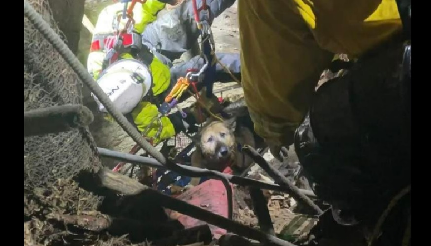 Chesterfield County Fire and EMS Technical Rescue Teams rescue a dog after a 50 foot drop into a well.