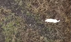 Rescue crews in the United Kingdom attached a sausage to a drone to rescue a stranded dog from rising tides. Rescue crews in the United Kingdom attached a sausage to a drone to rescue a stranded dog from rising tides.