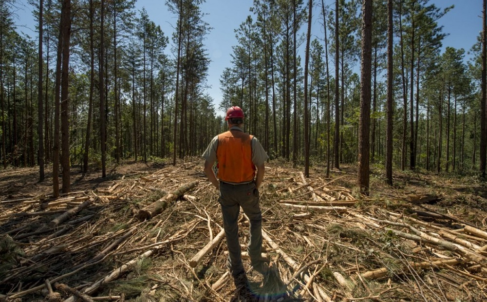 A Forest Service fire scientist is critical of the U.S. Forest Service's new wildfire strategy report.