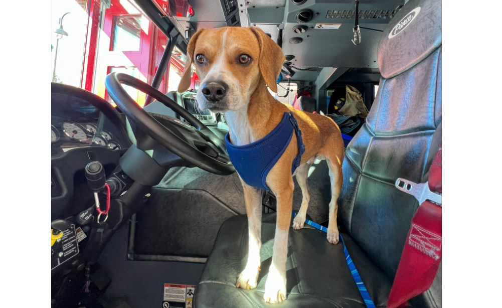 The DeLand Fire Department's adopted stay pooch Henry &ldquo;Hank&rdquo; DeLand, the newest resident of Station 81