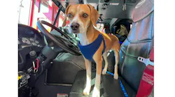 The DeLand Fire Department's adopted stay pooch Henry “Hank” DeLand, the newest resident of Station 81