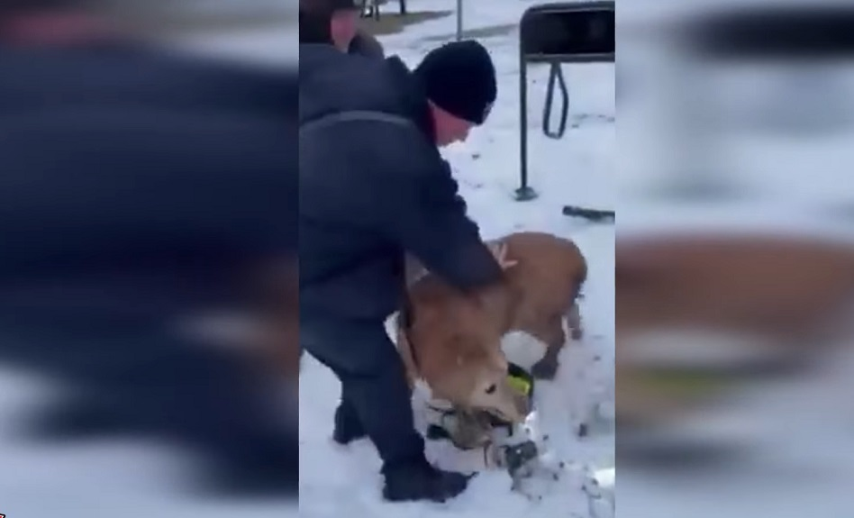A golden retriever who was missing for 24 hours was rescued by Streator firefighters after being found in a hole.