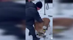 A golden retriever who was missing for 24 hours was rescued by Streator firefighters after being found in a hole.