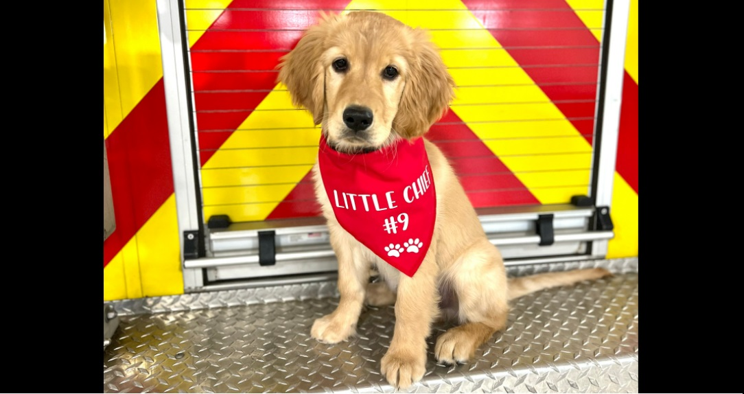 do dogs help firemen