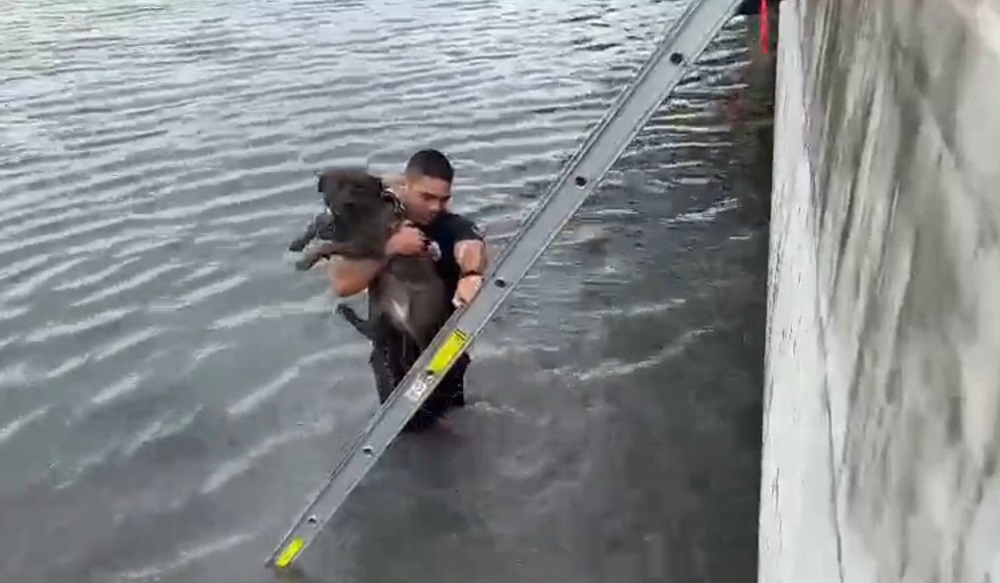 Miami Beach firefighters rescued &lsquo;Tuna&rsquo; a Bulldog/Terrier mix after falling into Biscayne Bay while playing at an adjacent dog park.
