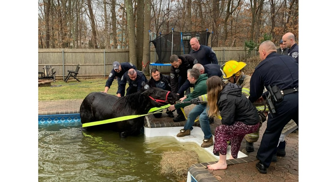 Suffolk County Police and firefighters from the Bohemia Fire Department worked to free a horse trapped in a swimming pool.