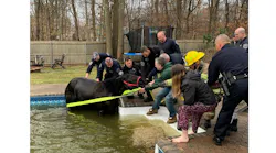 Suffolk County Police and firefighters from the Bohemia Fire Department worked to free a horse trapped in a swimming pool.