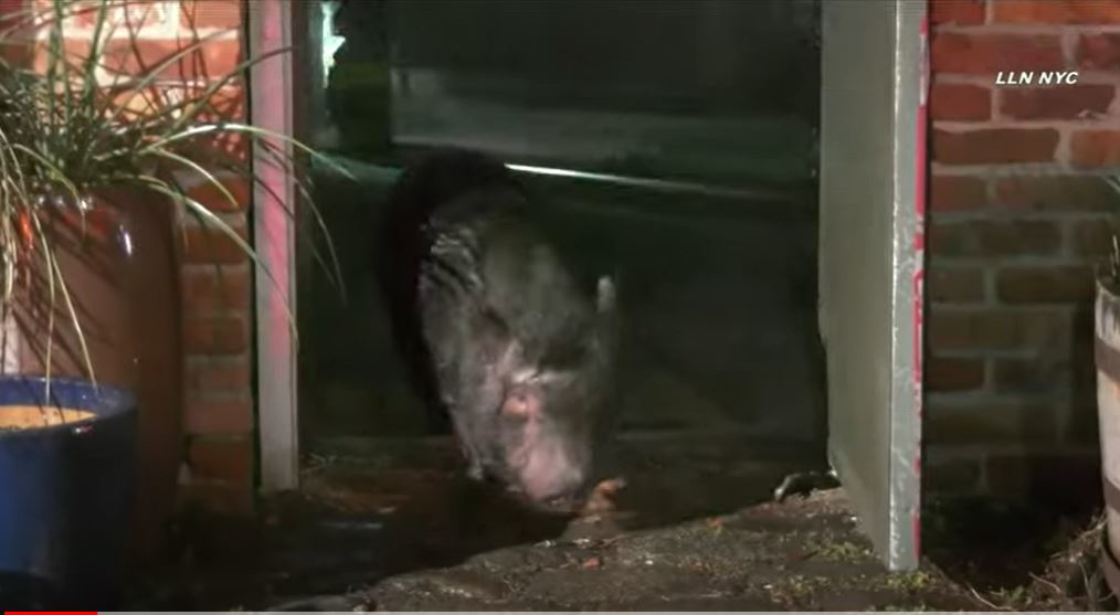 Pig Capture 623db452648eb