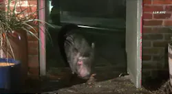 Pig Capture 623db452648eb
