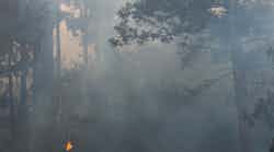 The Dolan Fire slowly creeps down into Julia Pfeiffer Burns State Park in Big Sur on Tuesday Aug. 25, 2020. The Dolan Fire slowly creeps down into Julia Pfeiffer Burns State Park in Big Sur on Tuesday Aug. 25, 2020.