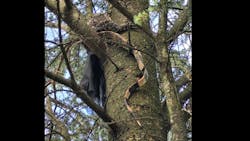 The 4-foot monitor lizard was spotted in the tree and firefighters grab it, turning it over to animal control.