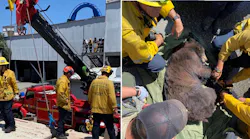 Los Angeles County Firefighters helped to free a bear trapped at Six Flags Magic Mountain.