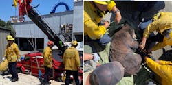 Los Angeles County Firefighters helped to free a bear trapped at Six Flags Magic Mountain. Los Angeles County Firefighters helped to free a bear trapped at Six Flags Magic Mountain.