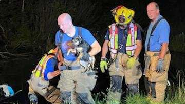 The dog had &ldquo;no apparent injuries&rdquo; when it was eventually pulled from the vehicle by firefighters.