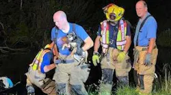 The dog had “no apparent injuries” when it was eventually pulled from the vehicle by firefighters.