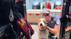 Fdny Dog294464817 413635130800612 7730360791282418819 N