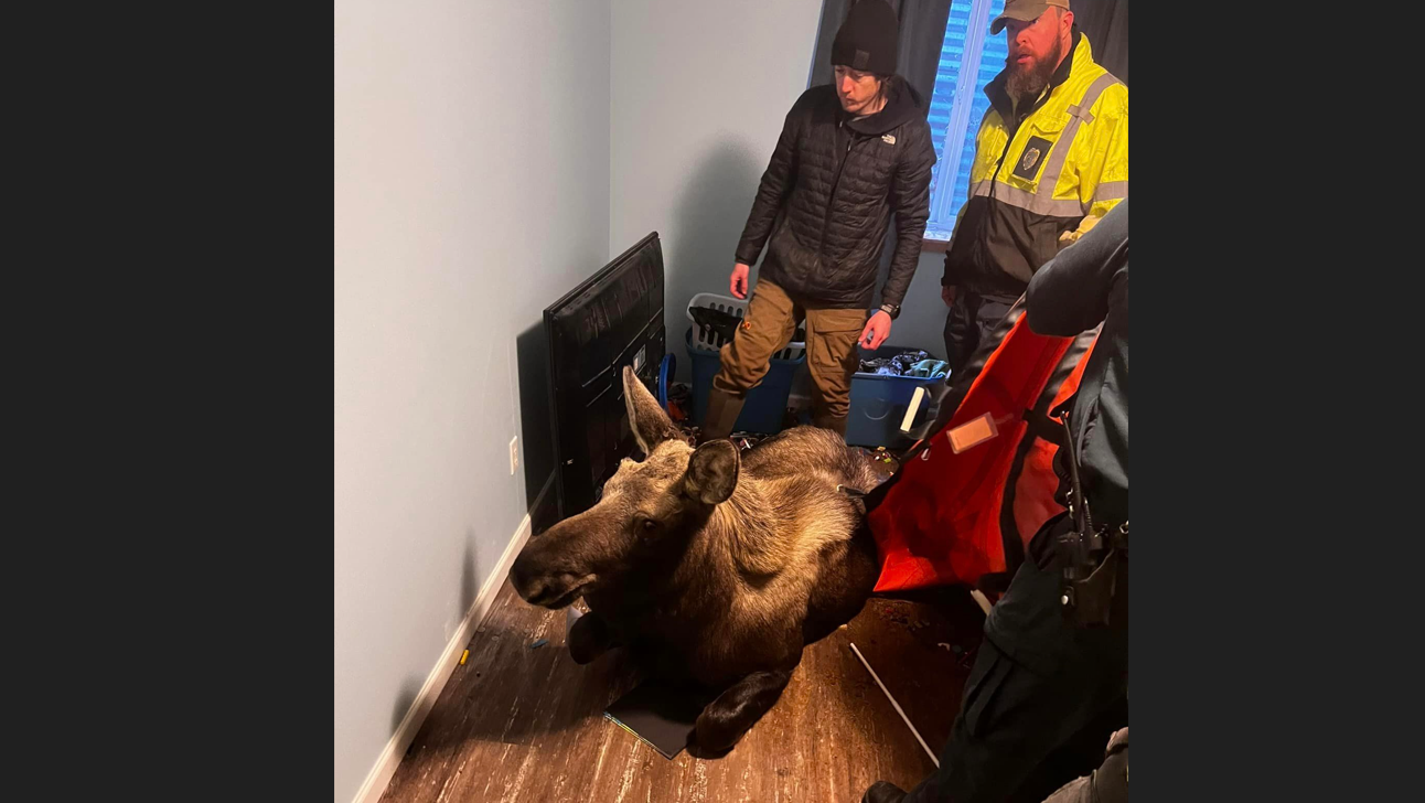 The residents said they heard a noise and found that the moose stepped into a window well and fell down, through a window and into their basement.