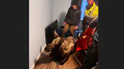 The residents said they heard a noise and found that the moose stepped into a window well and fell down, through a window and into their basement.