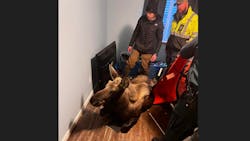 The residents said they heard a noise and found that the moose stepped into a window well and fell down, through a window and into their basement. The residents said they heard a noise and found that the moose stepped into a window well and fell down, through a window and into their basement.