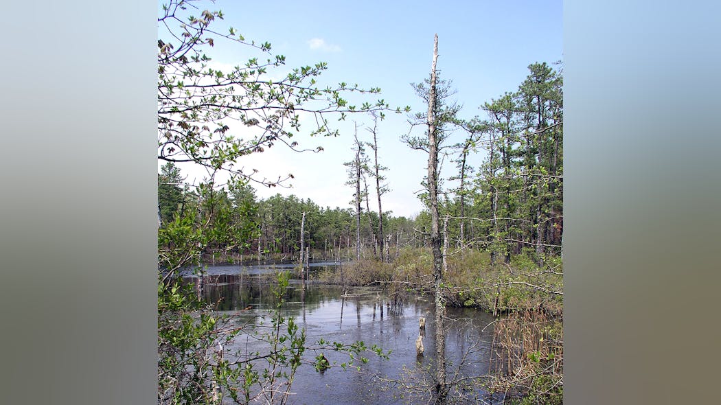 Bass River State Forest Bass River State Forest