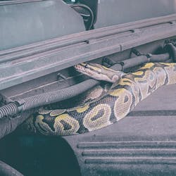 Some firefighters rescue cats stuck in trees. Fort Myers crews removed this python from the engine compartment of a truck.