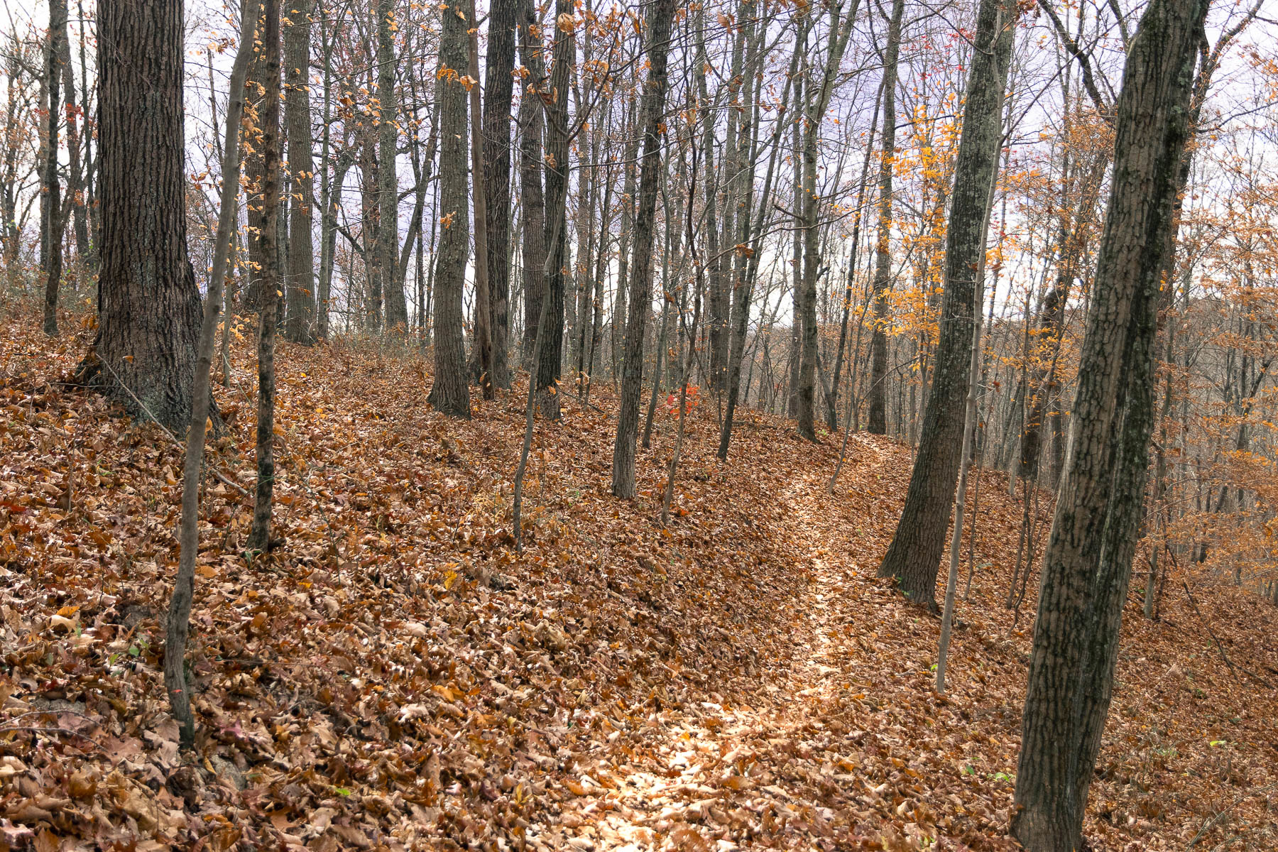 Wayne National Forest 63a593c576d68