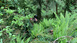Firefighters had to walk through thick brush to access the driver crashed down into a ravine days earlier in Cowlitz County.
