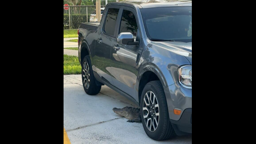 Orange County firefighters said the alligator stayed under the truck for hours without moving.