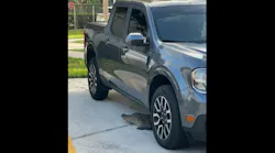 Orange County firefighters said the alligator stayed under the truck for hours without moving.