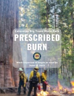 Two historic trees were damaged in a prescribed burn in October. Two historic trees were damaged in a prescribed burn in October.