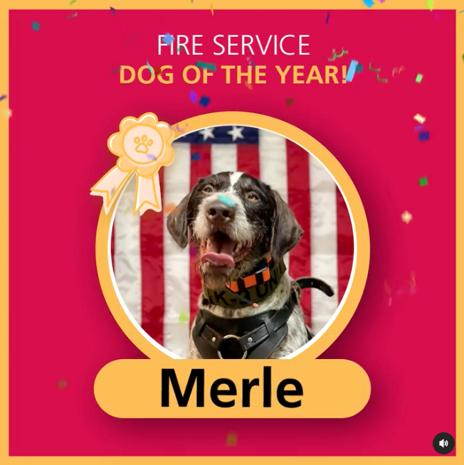 Merle was chosen as the winner of last year's contest.