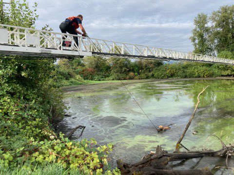 A Portland firefighter walks across a ladder to the escapee who was stuck in the mud.
