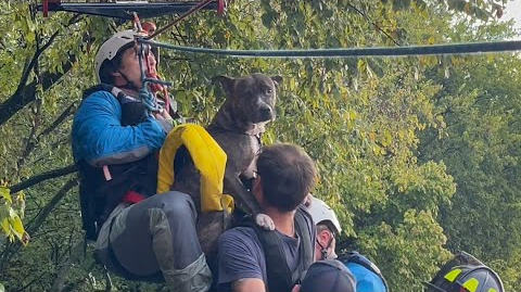 Dog Trapped in High Water Under Bridge Rescued by McKinney TX Crews ...