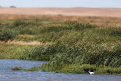 The U.S. Coast Guard searched the remote marsh for two days. The U.S. Coast Guard searched the remote marsh for two days.