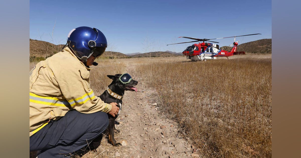 San Diego Fire Rescue Dog Ready to Put Nose to Test | Firehouse