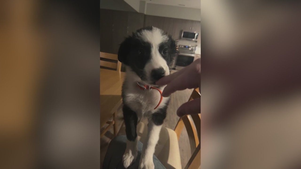 Dog stolen from Franktown fire station