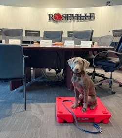 Ashes, a silver Labrador, is being trained to help Roseville, MN, firefighters unwind after stressful incidents.