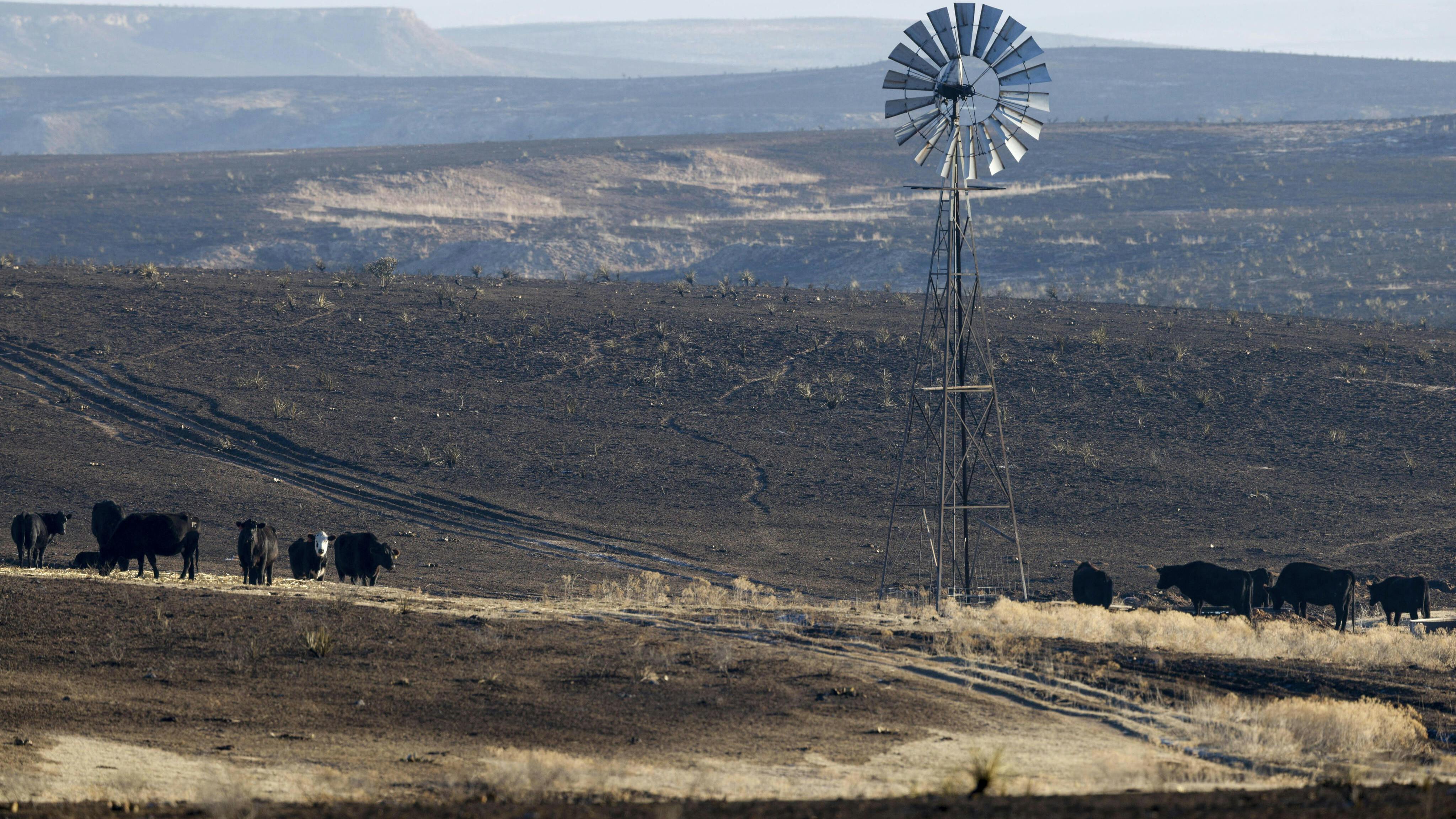 Cattle graze near grasslands burned earlier by the Smokehouse Creek Fire north of Pampa, TX.
