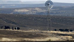 Cattle graze near grasslands burned earlier by the Smokehouse Creek Fire north of Pampa, TX. Cattle graze near grasslands burned earlier by the Smokehouse Creek Fire north of Pampa, TX.