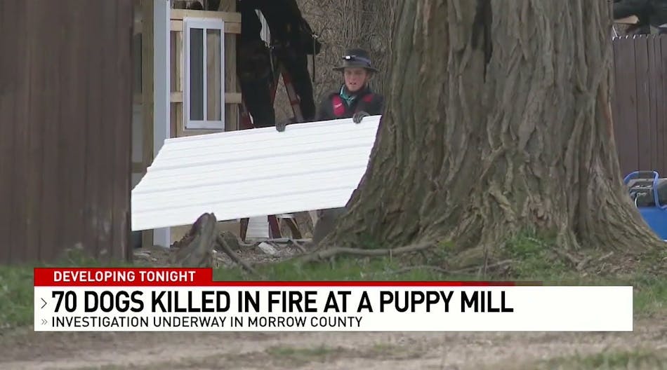 70 dogs killed in Ohio puppy mill fire, chief says