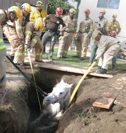 Nearly three hours of well-coordinated teamwork by 61 Los Angeles Fire Department (LAFD) firefighters alongside LA Animal Services and LA Sanitation Department allowed the successful rescue of a 20-year-old, 1,200-lb. Paso Fino. Nearly three hours of well-coordinated teamwork by 61 Los Angeles Fire Department (LAFD) firefighters alongside LA Animal Services and LA Sanitation Department allowed the successful rescue of a 20-year-old, 1,200-lb. Paso Fino.
