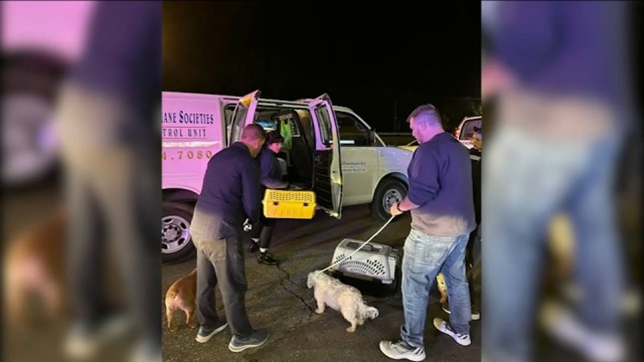 46 dogs rescued from smoky condition at NJ boarding facility