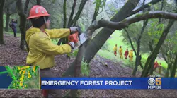 Crews Clear Out Ukiah Forest To Prevent Future Wildfires