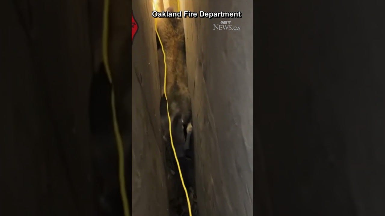 Deer stuck upside-down between walls rescued