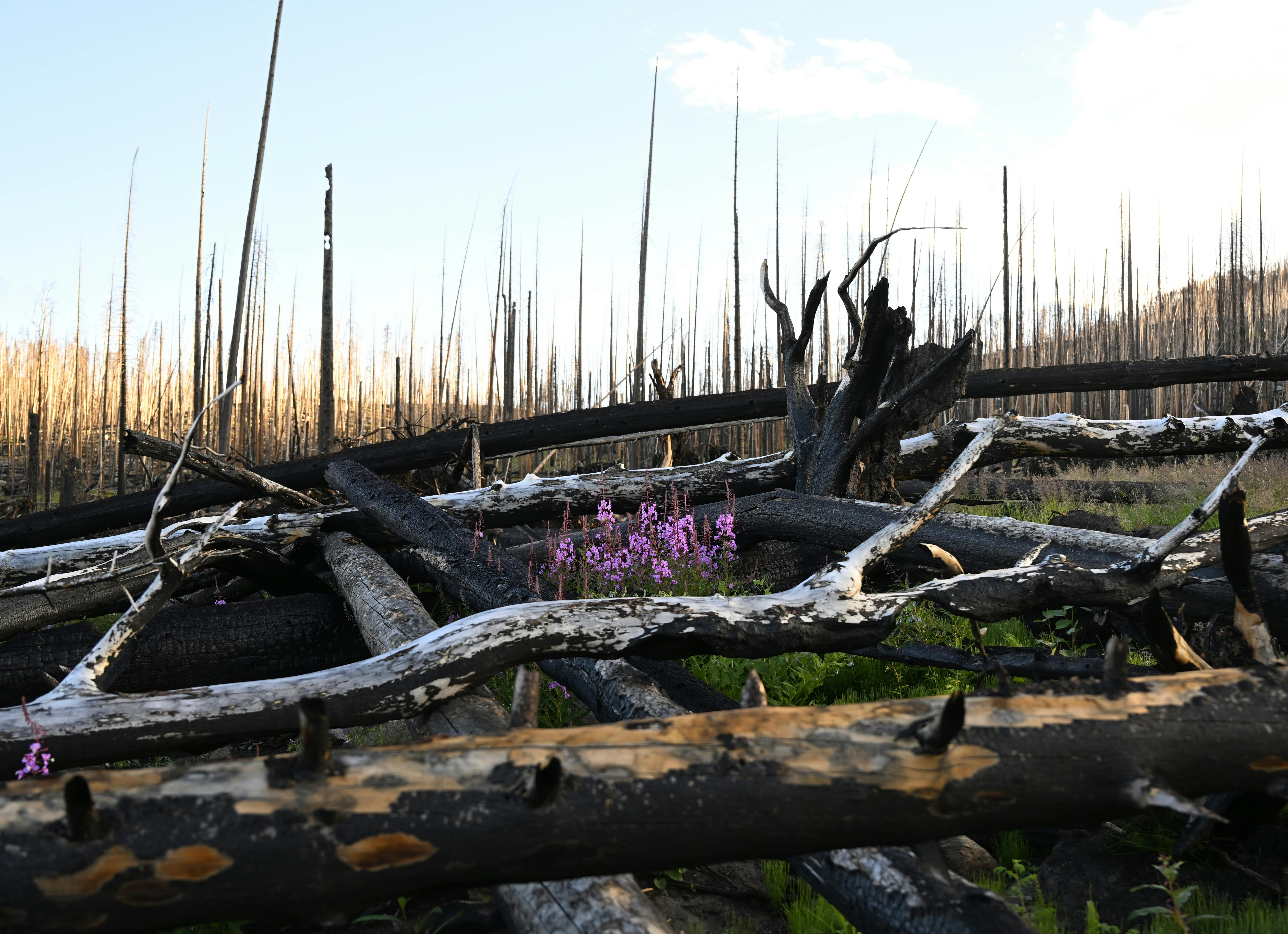 Green Mountain Trail in Rocky Mountain National Park has recently opened again for hikers after the East Troublesome fire ran through the area two years ago.