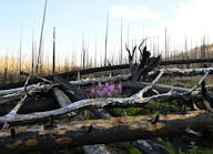 Green Mountain Trail in Rocky Mountain National Park has recently opened again for hikers after the East Troublesome fire ran through the area two years ago. Green Mountain Trail in Rocky Mountain National Park has recently opened again for hikers after the East Troublesome fire ran through the area two years ago.