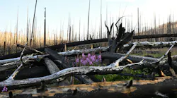 Green Mountain Trail in Rocky Mountain National Park has recently opened again for hikers after the East Troublesome fire ran through the area two years ago.